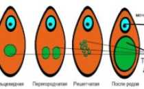 Может ли зарасти девственная плева?