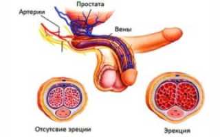 Член сильно направлен вниз при эрекции