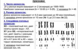 Что означает кариотип следующего вида