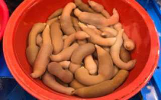 Внешний вид члена