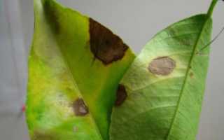 Cladosporium herbarum. Alternaria alternata