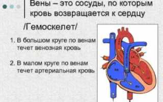 Может ли по венам дойти до сердца